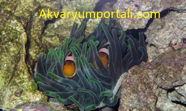 deniz akvaryumu anemon bakımı.JPG