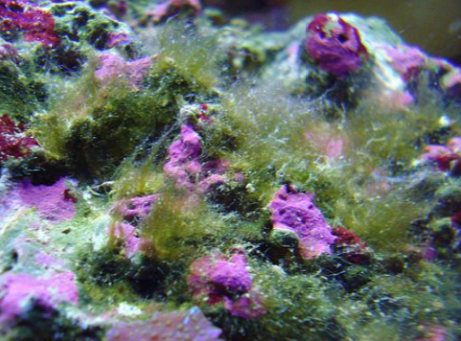 deniz akvaryumu yosun sorunu.png
