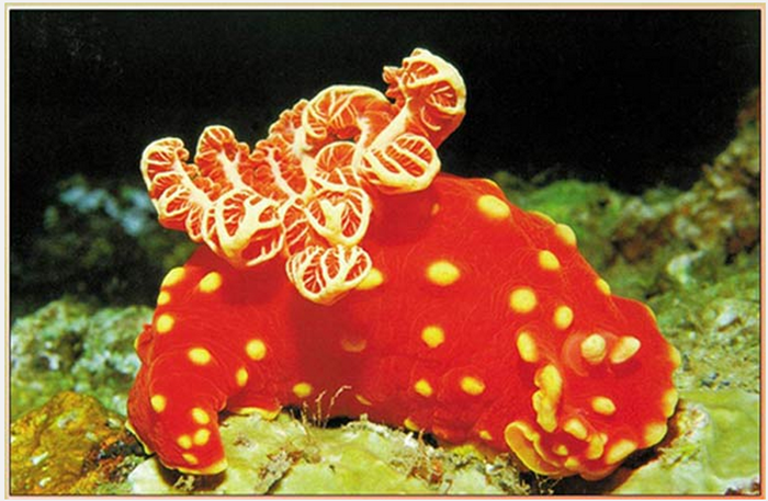 Nudibranch- nedir.png