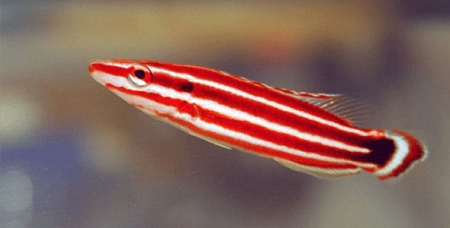 Pacific Redstripe Hogfish.jpg