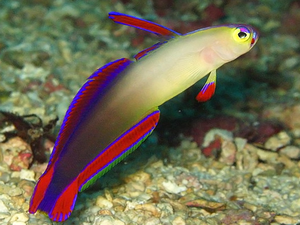 purple_fire_goby_technical_diving_thailand.jpg