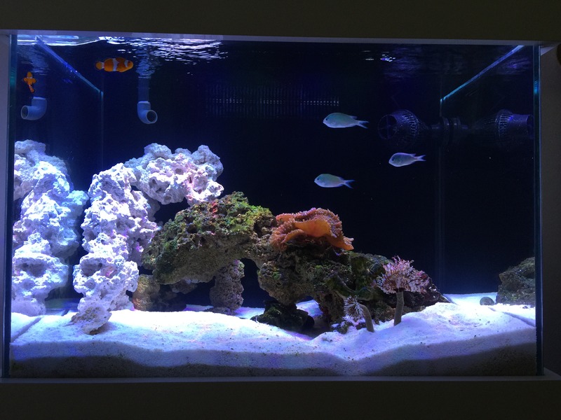 resif Akvaryumu.jpg