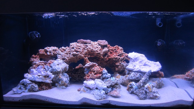 resif akvaryumu.jpg