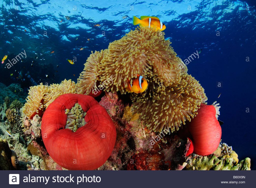 amphiprion-bicinctus-and-heteractis-magnifica-red-sea-anemonefishes-B60X9N.jpg
